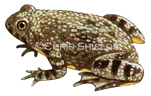 Yellow-bellied Toad (Bombina variegata) RA185