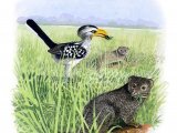 Yellow-billed Hornbill (Tockus leucomelas) & Dwarf Mongoose (Helogale parvula) BD0115