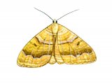 Yellow shell moth (Camptogramma bilineata) IN001