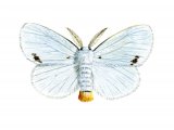 Yellow-tailed Moth (Euproctis similis) IN001