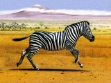 Zebra (Equus quagga) M002