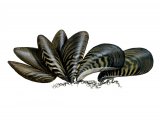 Zebra Mussel (Dreissena polymorpha) OS002