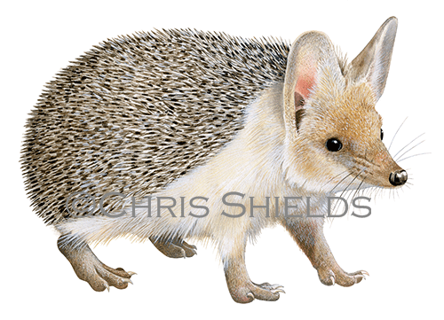  Long-eared Hedgehog (Hemiechinus auritus) M0023