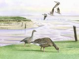 Greylag Goose (Anser aser) BD0320