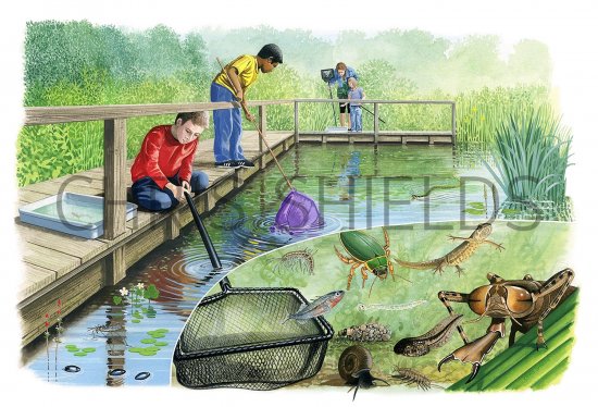 Illustration of Pond Dipping (#3429)