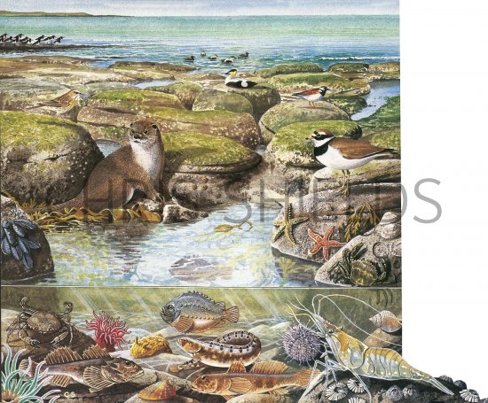 Illustration of Rock Pool (#2613)