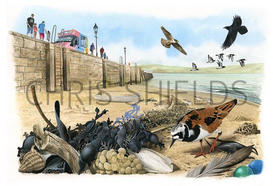 Illustration of Seashore Strandline (#3632)