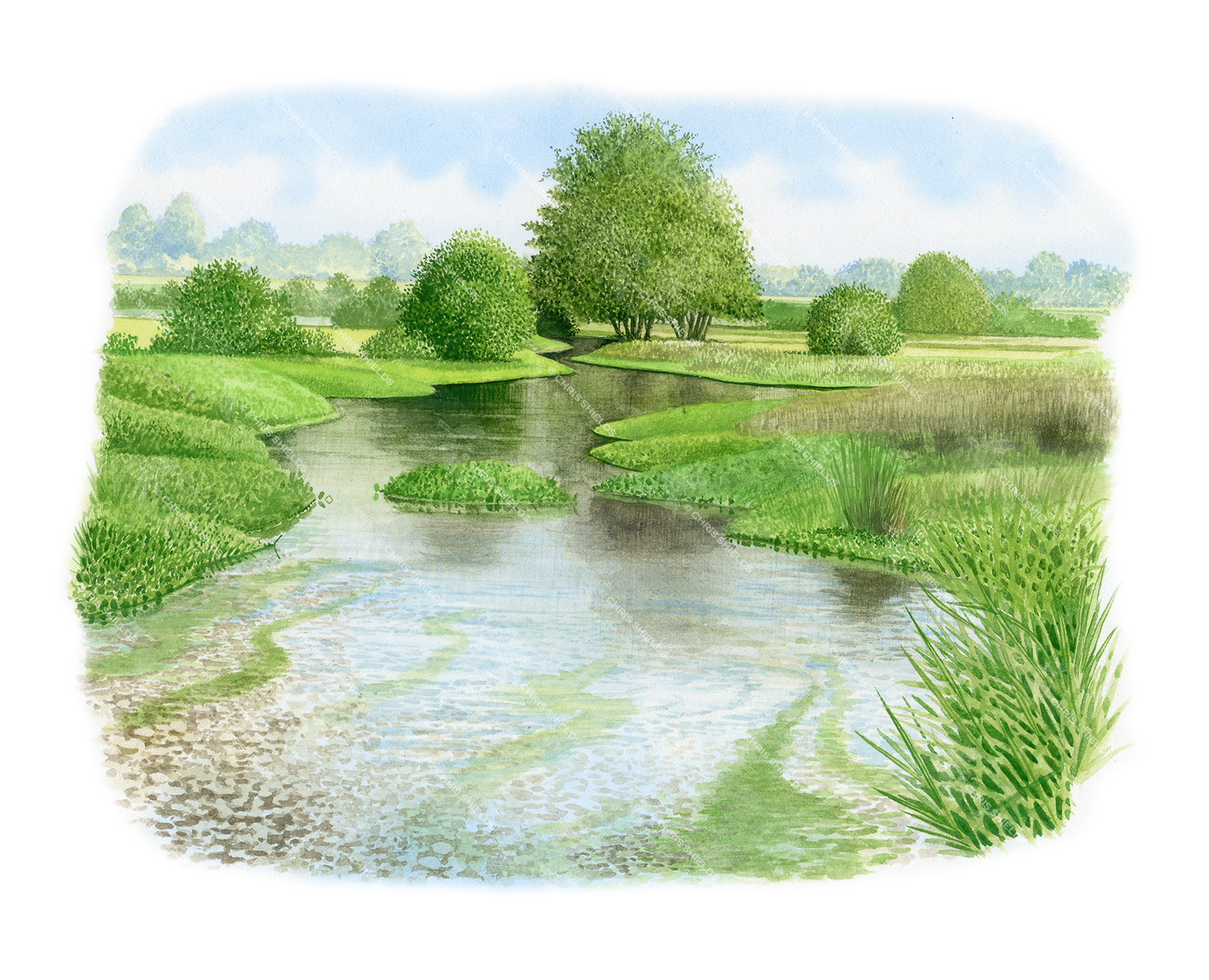 Illustration of Chalk Stream (#2832)