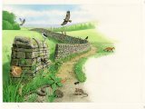 Illustration of Dry-stone Wall (#3216)