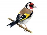 Goldfinch (Carduelis carduelis) (#1160)