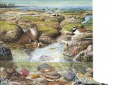 Illustration of Rock Pool (#2613)