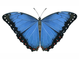 Blue Morpho Butterfly (Morpho peleide) (#2181)